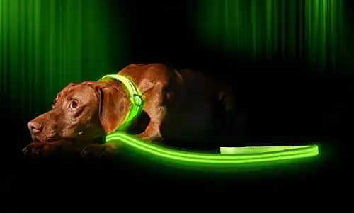 Illumiseen LED Dog Leash USB Rechargeable