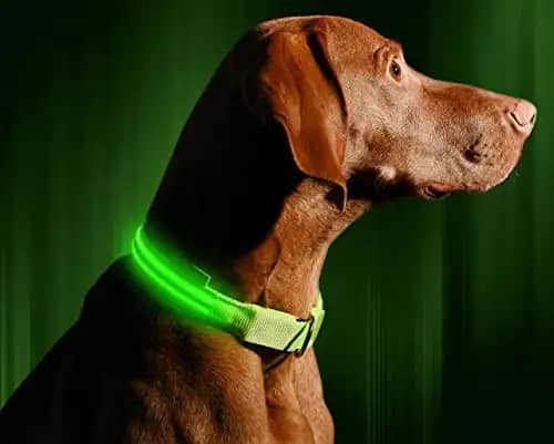 ILLUMISEEN LED Dog Collar USB Rechargeable