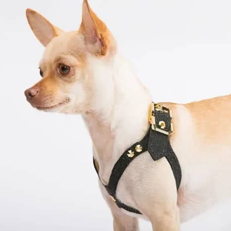 Brikk Lux Buddy Belt Dog Harness