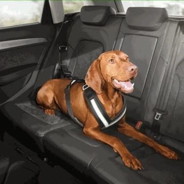 Audi Dog Harness