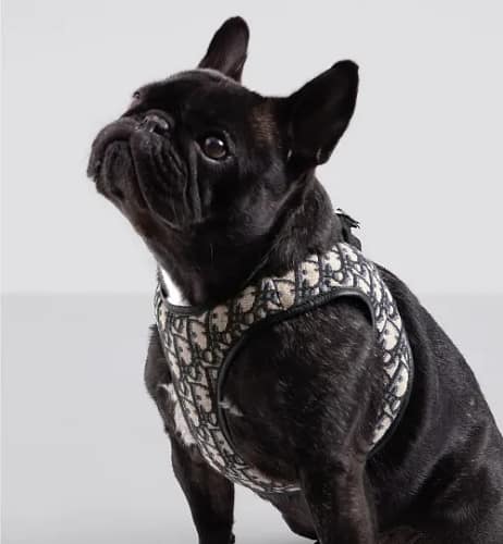 Dior Pet Harness