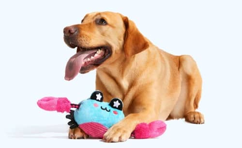 Free extra cheap toy barkbox