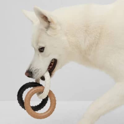 Dog Pull Toy in Signature Colors by Hugo Boss