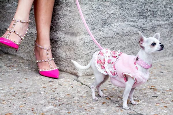Chic Canine Leashes