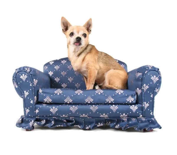 Expensive Dog Sofa