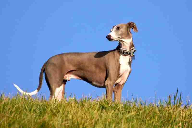 Italian Greyhound - Best apartment dogs