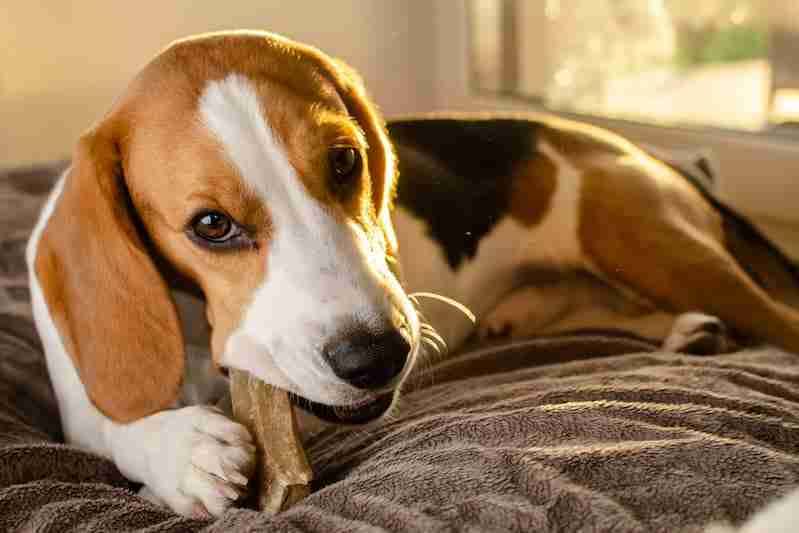 Beagle Puppy Chewing a Dog Snack - How to Stop a Dog Chewing