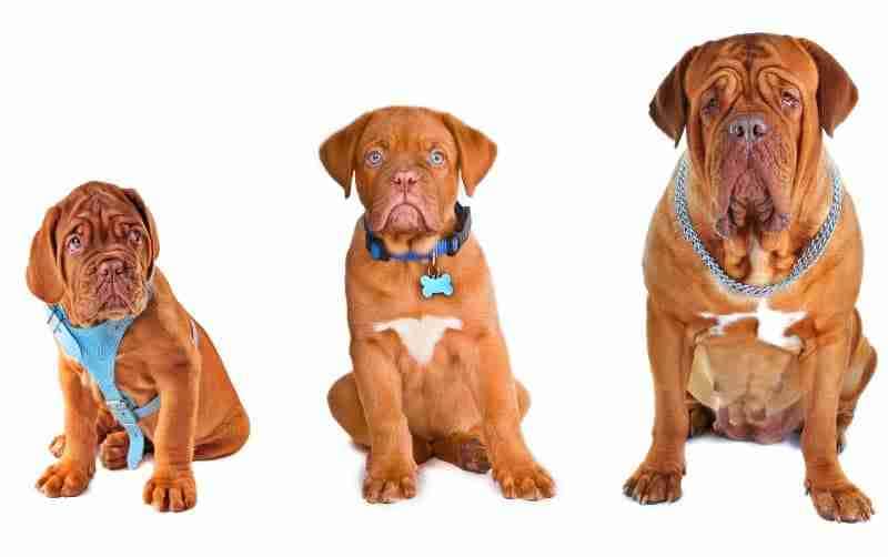 Three Dogs Wearing Harness or Collar