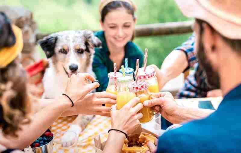 Dog at social event - How to socialize a dog