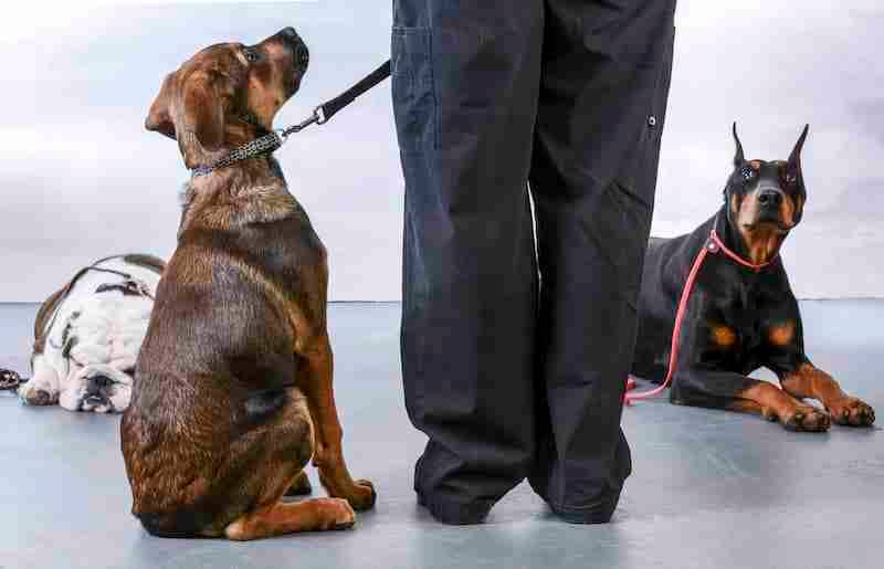 Dogs at Obedience Class