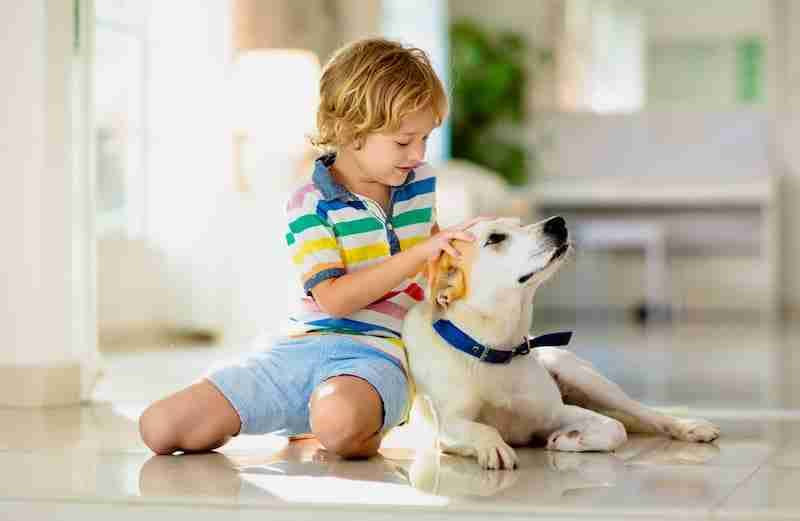 Child Playing with Dog