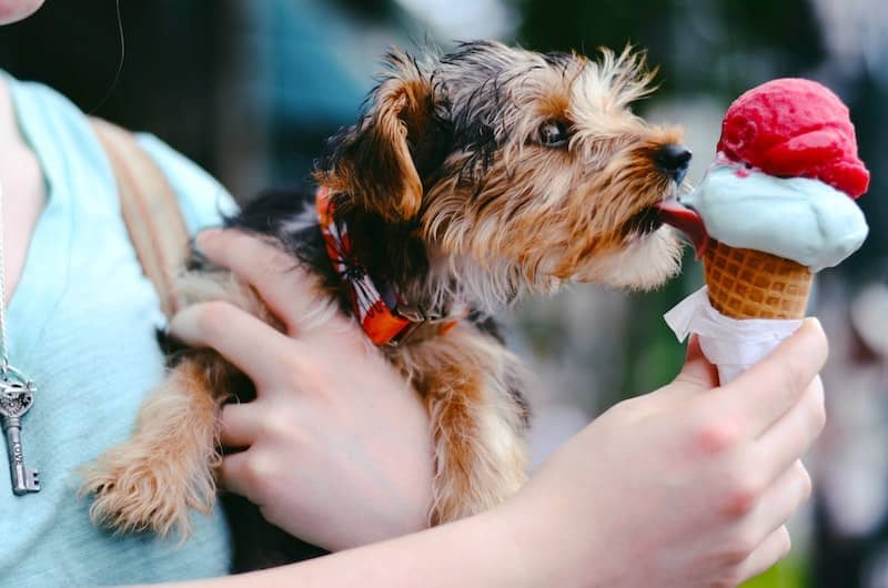 What Human Food Can Dogs Eat - Dog Eating Ice Cream