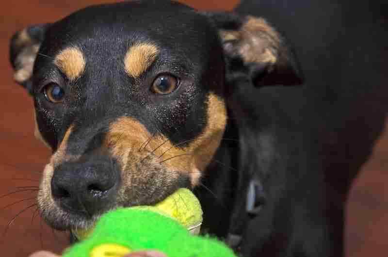 Manchester Terrier Mix Playing With Squeaky Toy