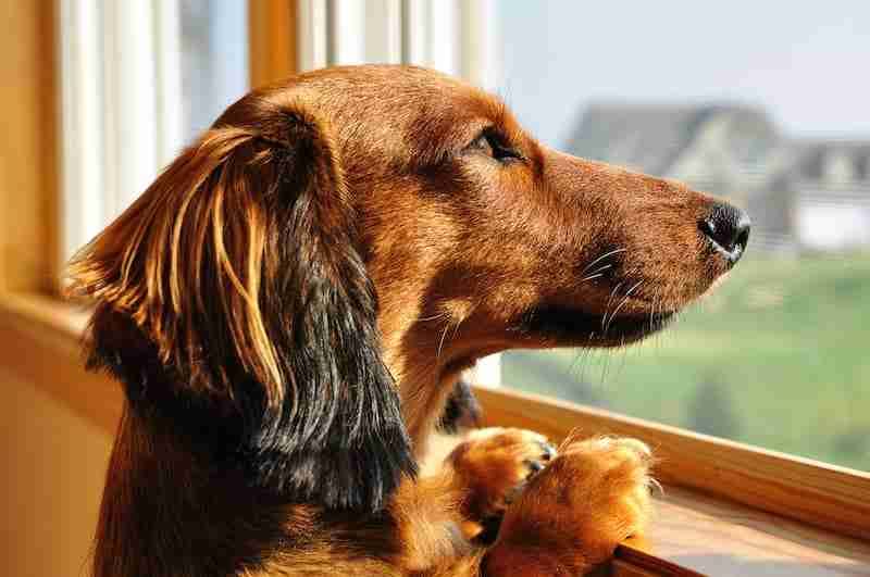Dachshund Dog Looking Out A Window