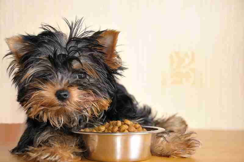 Dog Not Eating His Food - Do Dogs Get Bored