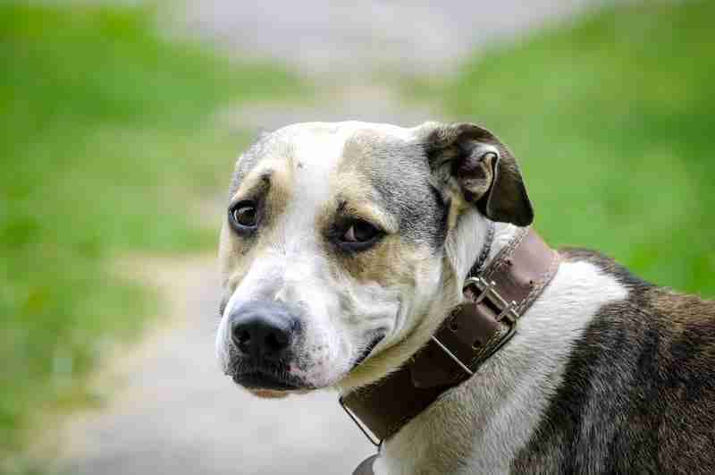Dog Wearing a Leather Collar