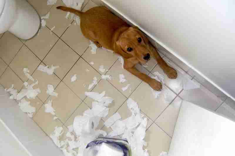 Indy Caught Destroying Toilet Paper