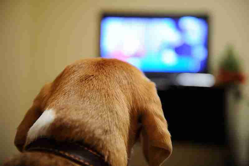 Dog Watching TV
