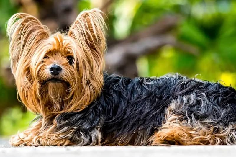 Yorkshire Terrier, a small hypoallergenic dog