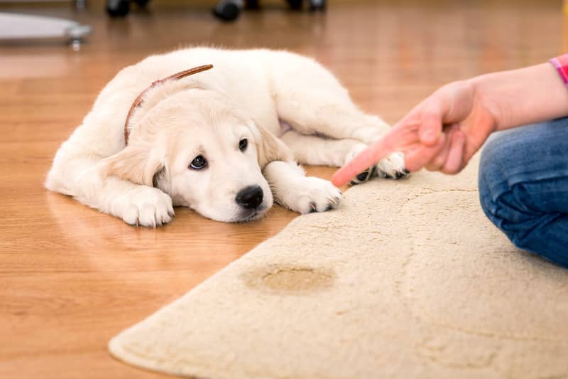 How to Get Rid of Dog Smell - Golden Retriever Peed on Carpet