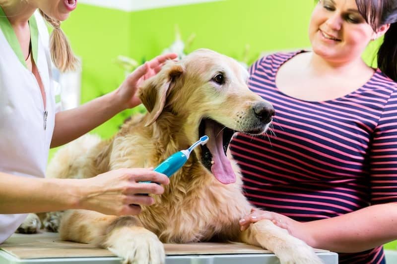 Get Rid of Dog Smell - Golden Retriever with Toothbrush