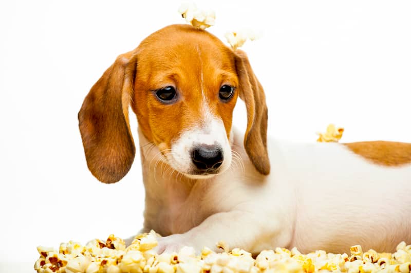 Dog with Popcorn