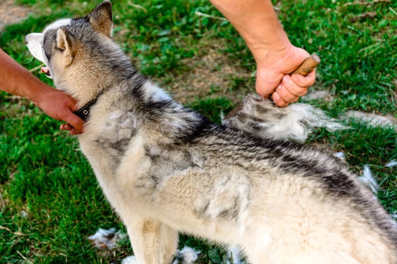 Combing a Siberian Husky - Dog Hair Removal