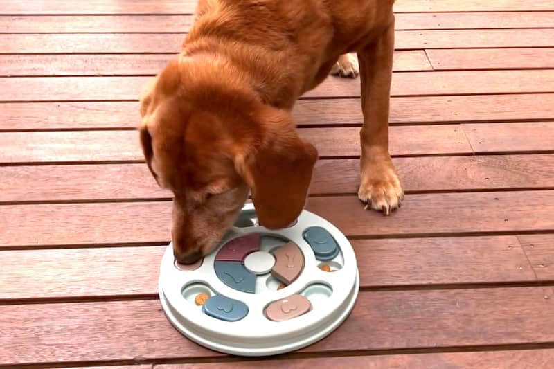 Indy with Puzzle - Dog Enrichment Ideas