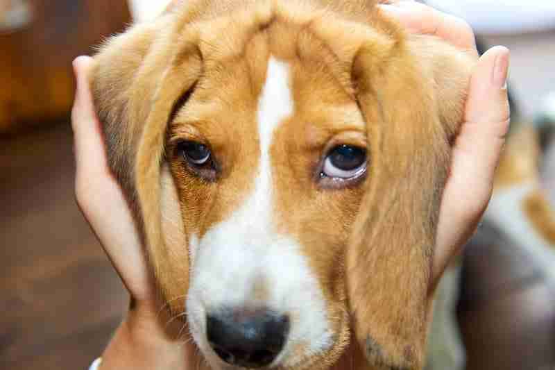 Massaging A Beagle Puppy's Ears