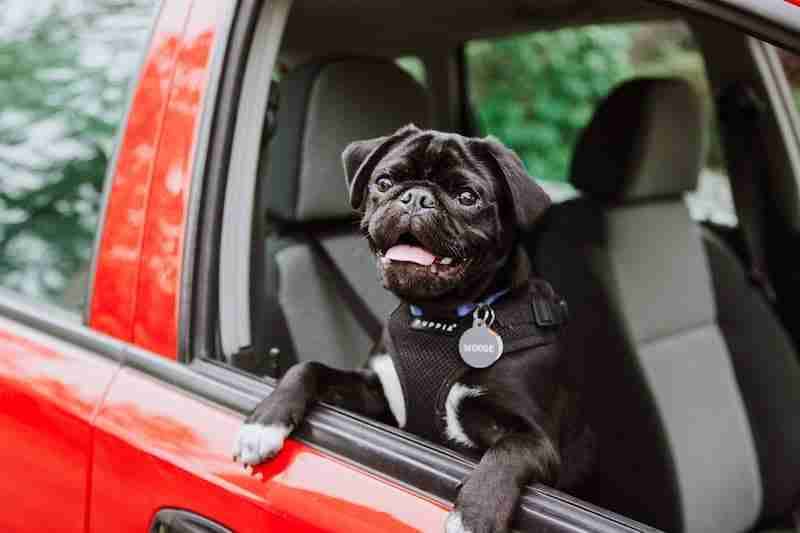 Pug looking out of car window