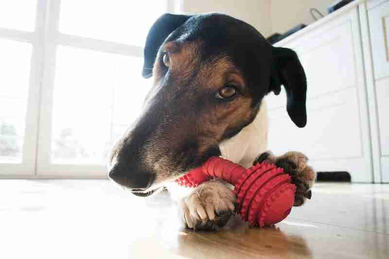 Terrier Chewing a Dog Chew Toy