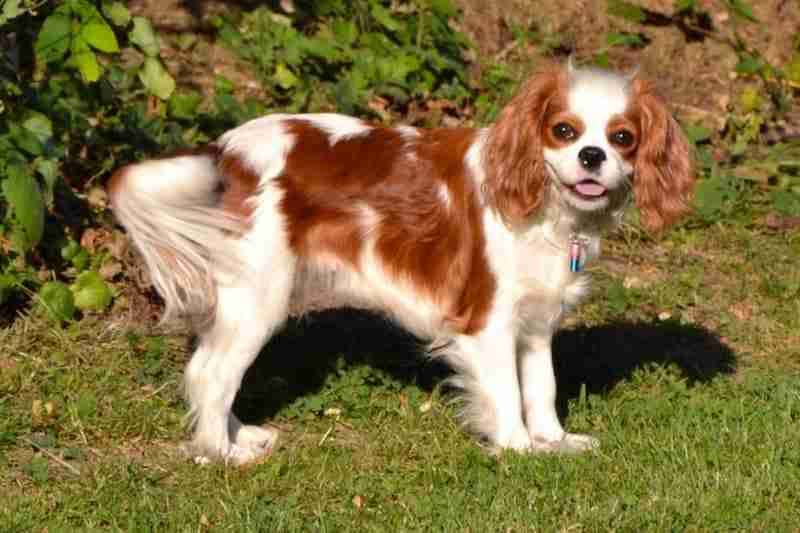 Cavalier King Charles Spaniel - Best apartment dogs