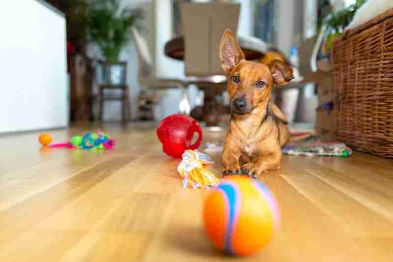 Dog Playing with Toys
