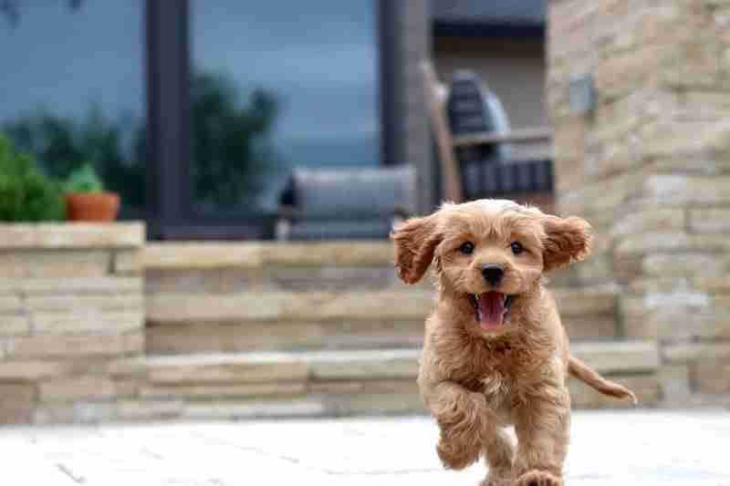 Puppy - Dog Calm
