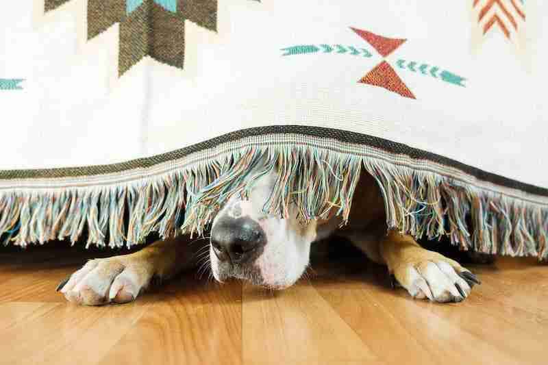 Scared Dog Under Sofa
