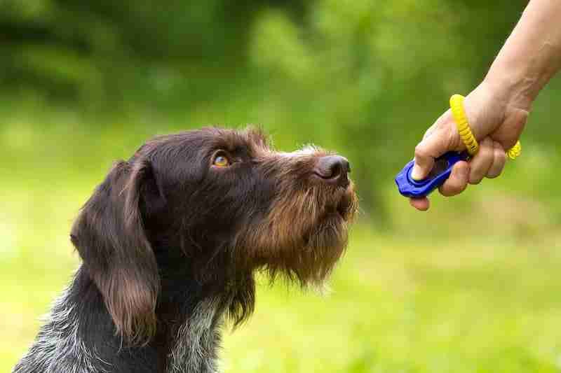 Training a dog with a clicker