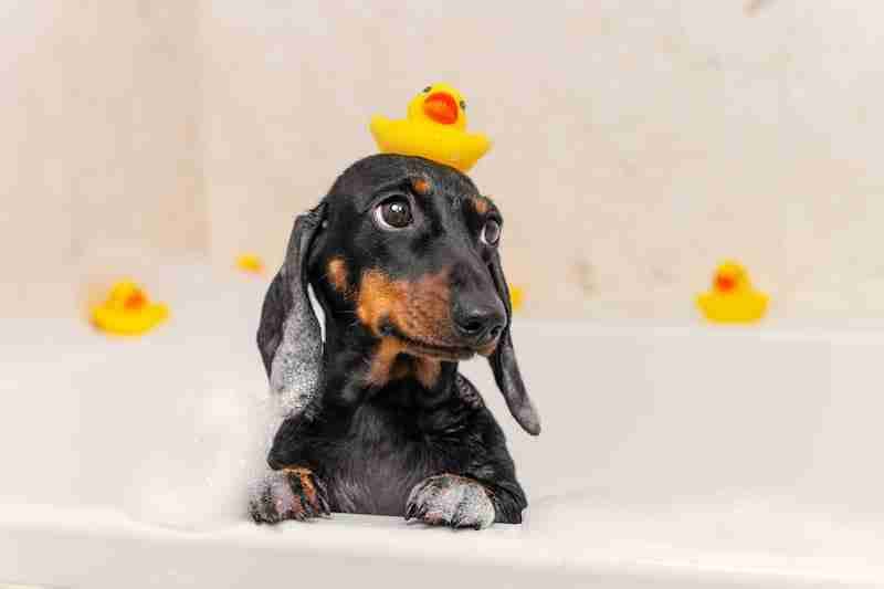 Dachshund Having a Bath With Rubber Duckies