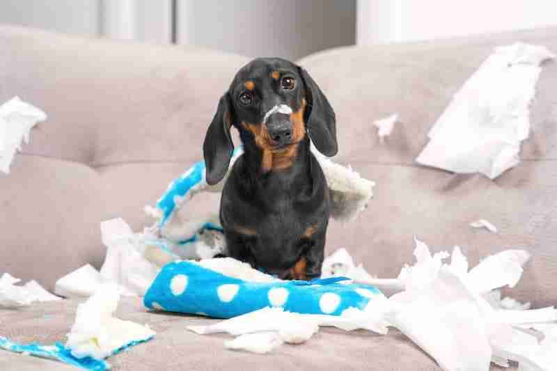 Dachshund Left Home Alone Chewed Furniture and Owner's Slipper