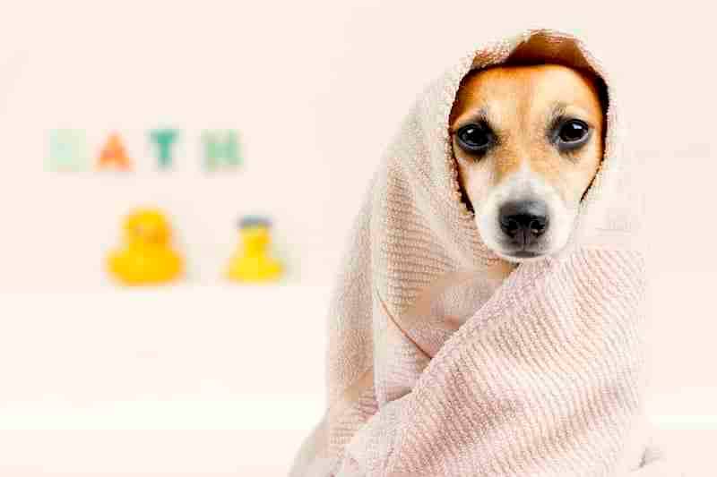 Dog In A Towel After Her Bath