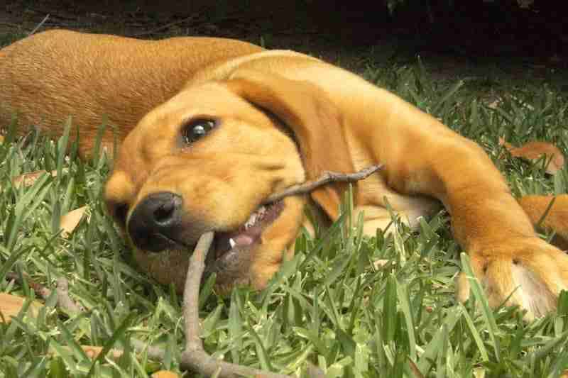 Indy Chewing Twig