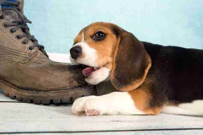 Puppy Chewing on Boot