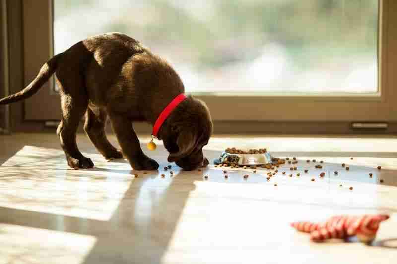 Puppy Eating Dry Food