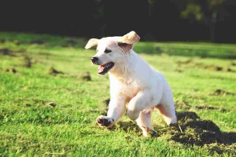 Puppy at the park