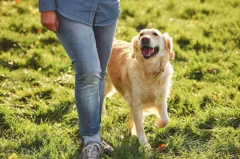 Take regular walks with your dog