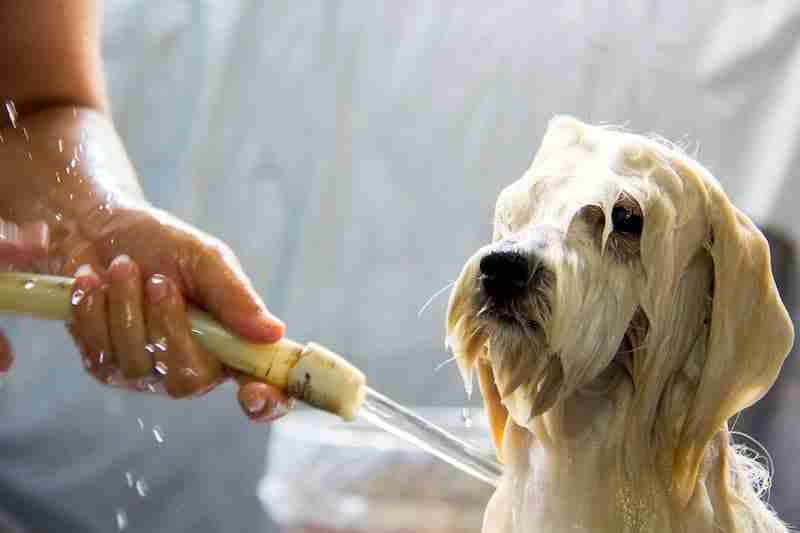 Wet Dog Getting Rinsed In A Bath