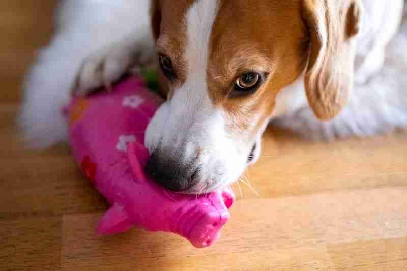 Beagle Dog With Squeaky Toy
