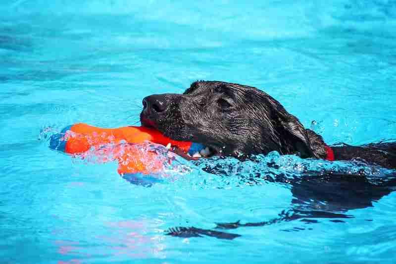 Black Dog Swimming with Squeaky Toy
