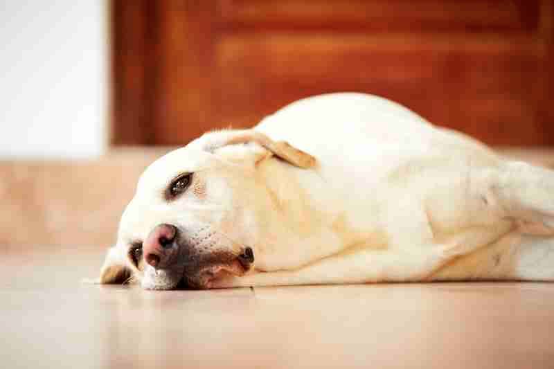 Bored Dog Lying On Floor