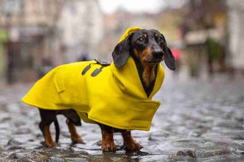 Dachshund in yellow coat on a cobblestone street