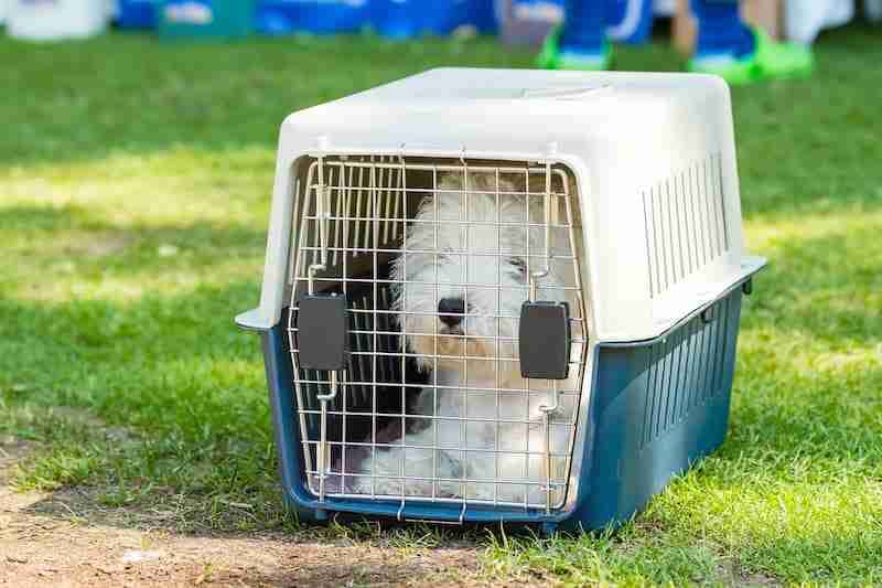 Dog In A Crate